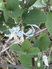 Styrax americanus, photograph (c) Djibo Zanzot, some rights reserved (CC BY-SA)