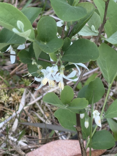 Styrax americanus, photograph 6