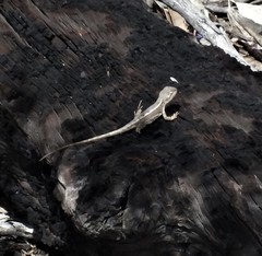 Amphibolurinae