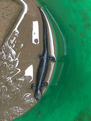 Ambystoma 'unisexual complex'