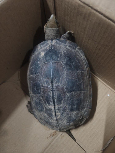 Yellow Pond Turtle