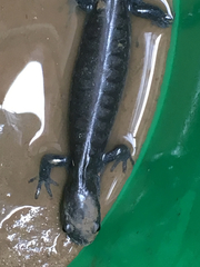 Ambystoma 'unisexual complex'