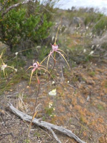 Christmas spider orchid (Caladenia serotina)