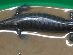 Ambystoma 'unisexual complex'