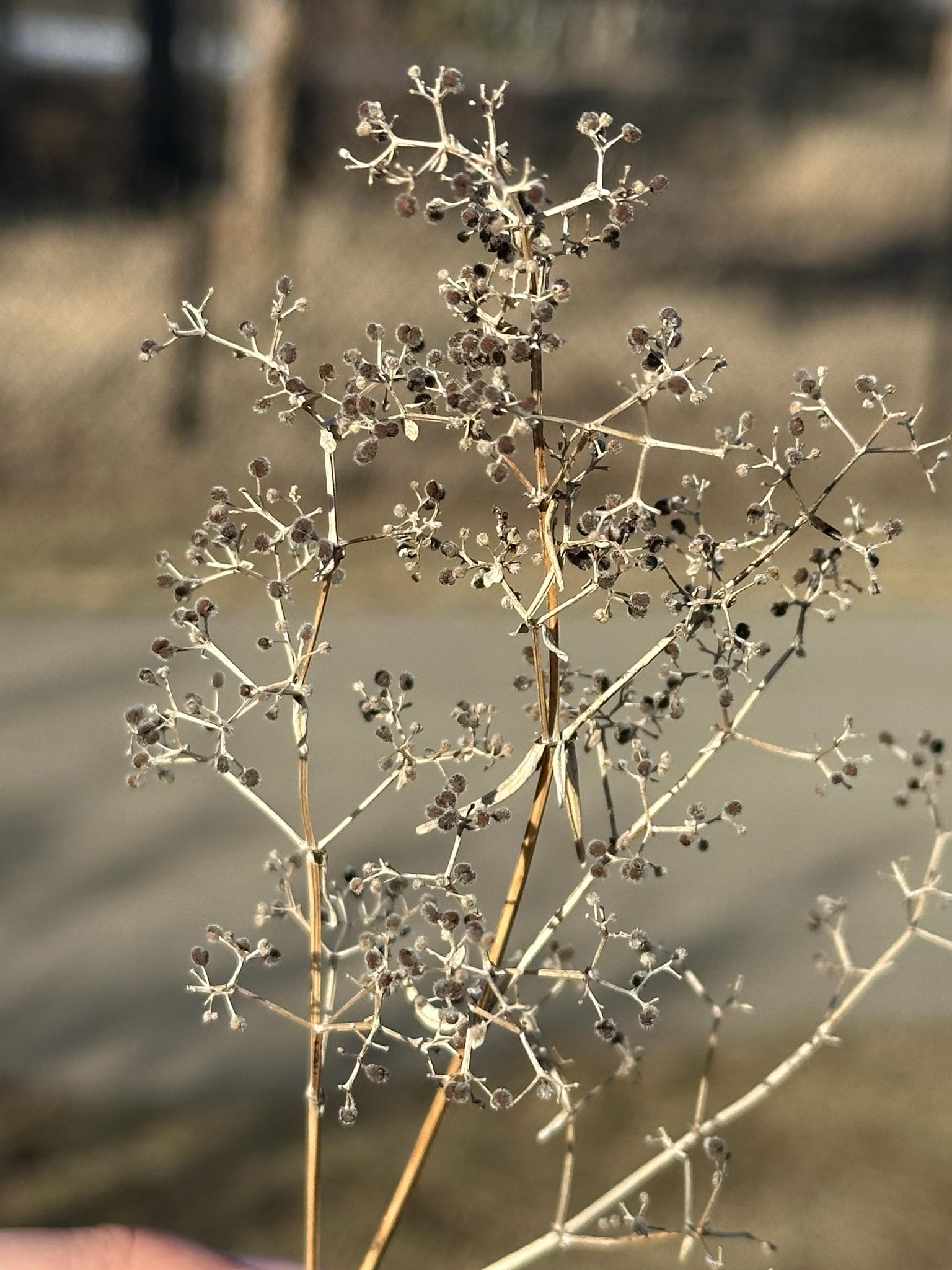 Northern Bedstraw (Galium boreale)