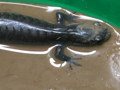 Ambystoma 'unisexual complex'
