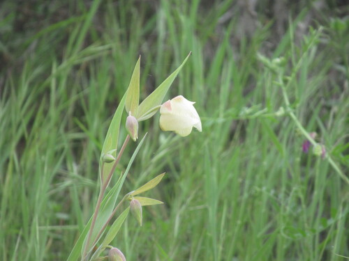 White Globe Lily (Calochortus albus)