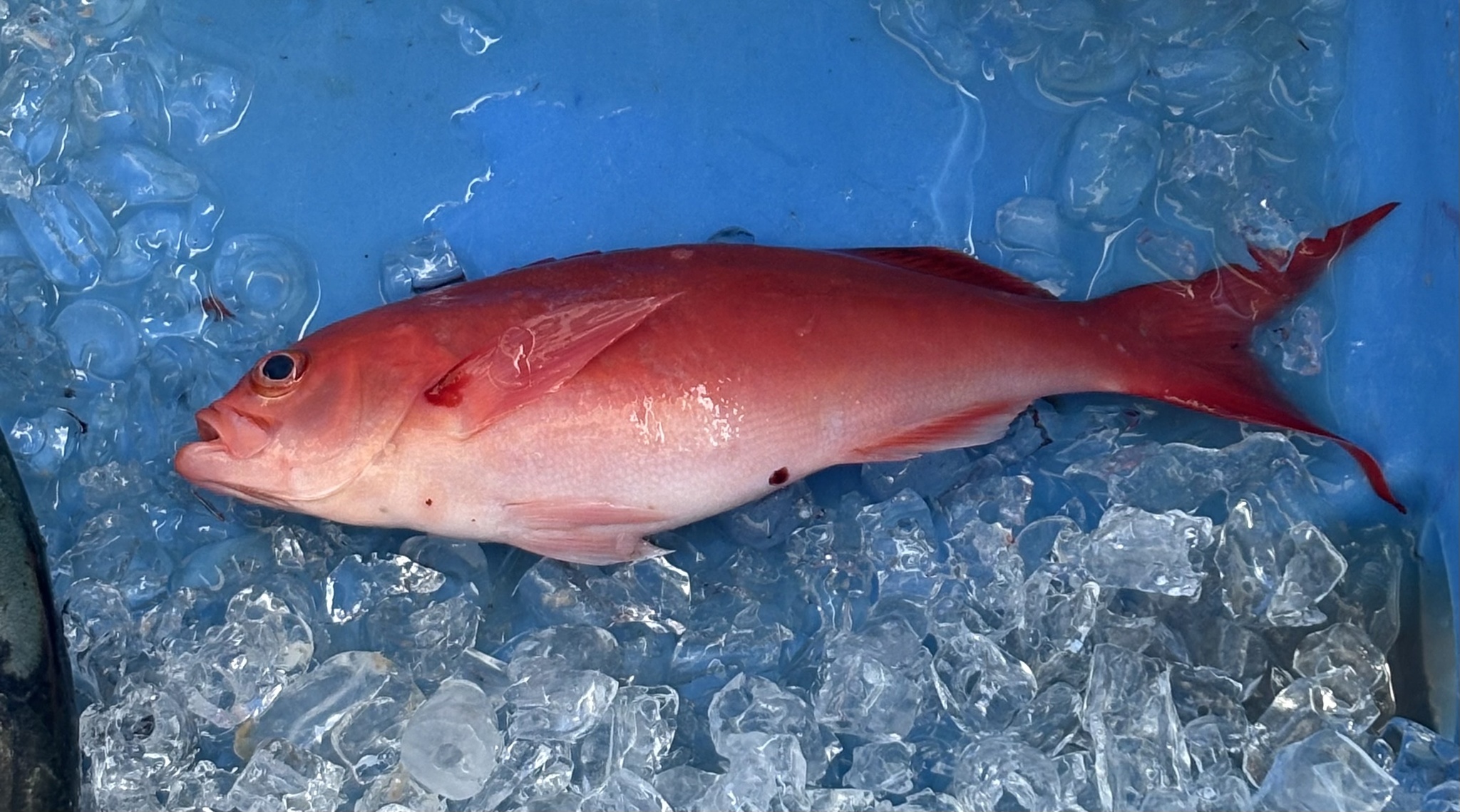 Creole-Fish photo 7
