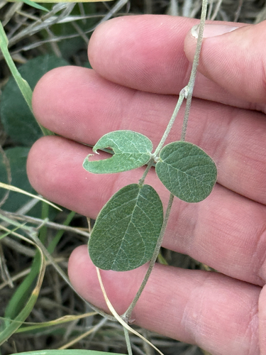 Hoary Milkpea (Galactia canescens)