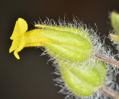 Mimetanthe pilosa