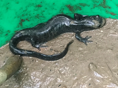 Ambystoma 'unisexual complex'