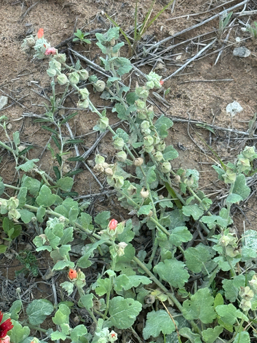 Sphaeralcea lindheimeri, photograph 4
