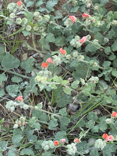 Sphaeralcea lindheimeri, photograph 5