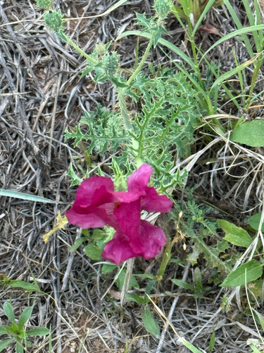 Red Pricklypoppy (Argemone sanguinea)
