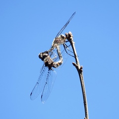 Helocordulia selysii