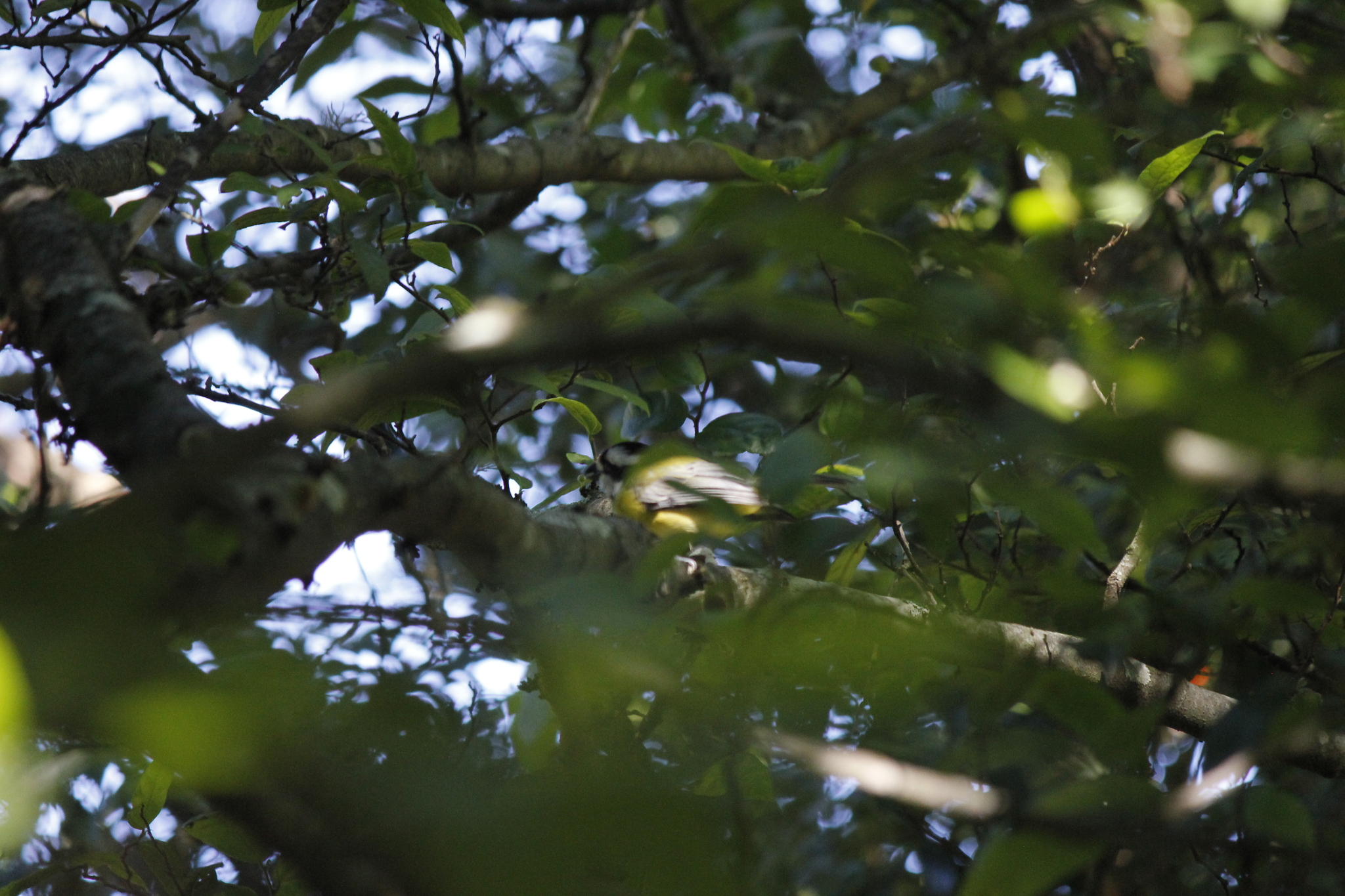 Eastern Shriketit (Falcunculus frontatus), photo 5