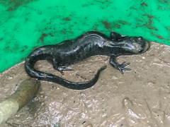 Ambystoma 'unisexual complex'