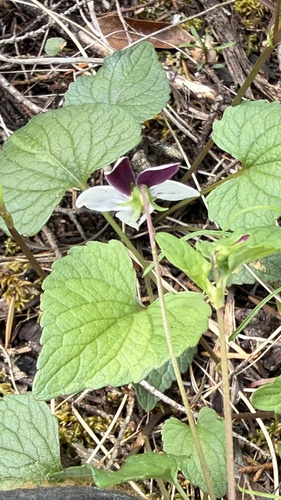 western heart's ease (Viola ocellata)