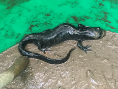 Ambystoma 'unisexual complex'