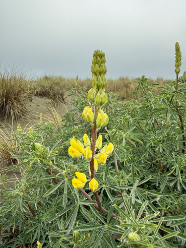 Yellow Bush Lupine (Lupinus arboreus)