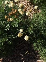 Hymenothrix loomisii