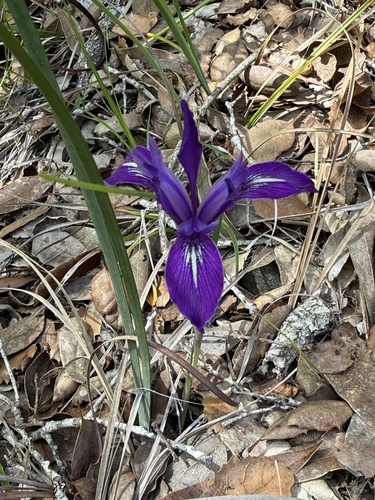 Bowltube Iris (Iris macrosiphon)