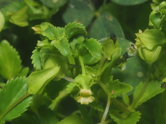 Mecardonia procumbens