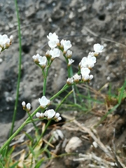 Limonium brasiliense