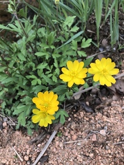 Ranunculus macranthus