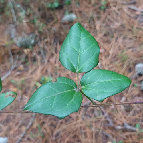zabala fruit (Lardizabala biternata)