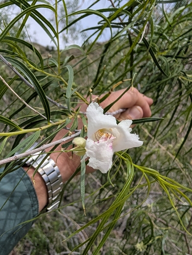 Desert Willow (Chilopsis linearis)