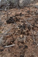 Microcoleus vaginatus