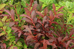 Vaccinium smallii
