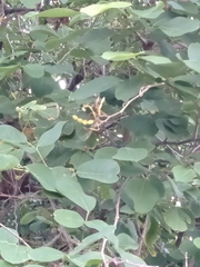 Dendrolobium umbellatum