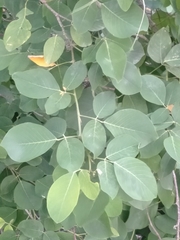 Dendrolobium umbellatum