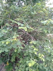 Dendrolobium umbellatum