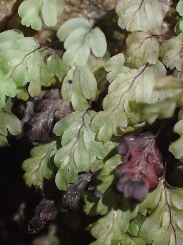 narrow filmy-fern (Hymenophyllum rarum)
