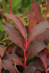 Vaccinium smallii