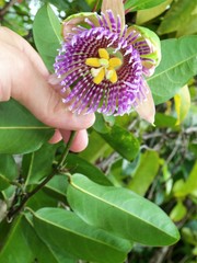 Passiflora laurifolia