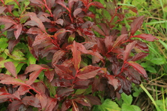 Vaccinium smallii