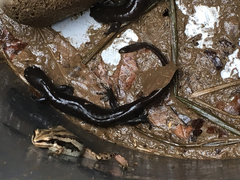Ambystoma 'unisexual complex'