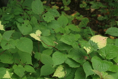 Actinidia kolomikta