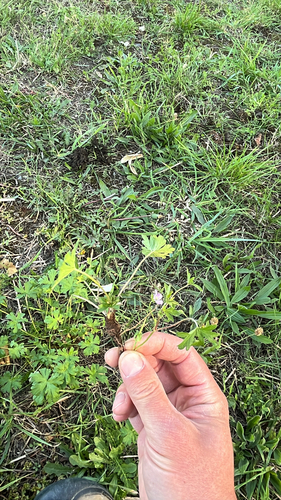 New Zealand geranium (Geranium retrorsum)