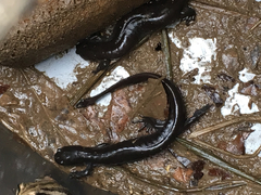 Ambystoma 'unisexual complex'