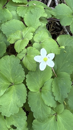 Gray's anemone (Anemonoides grayi)