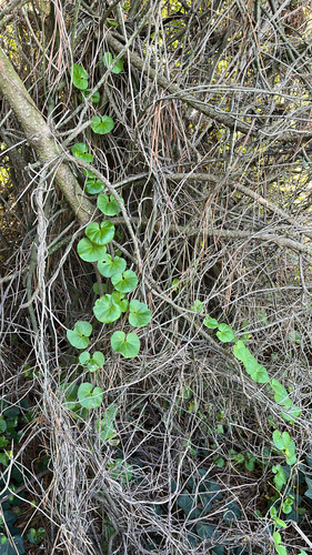 Sea Bindweed (Calystegia soldanella)
