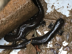 Ambystoma 'unisexual complex'