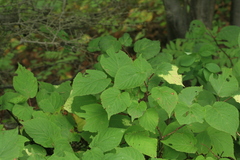 Actinidia kolomikta