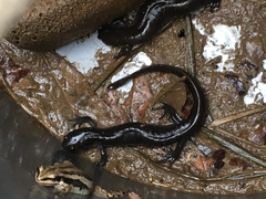 Ambystoma 'unisexual complex'