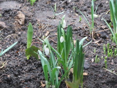 Galanthus nivalis